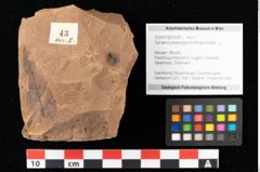 Foto (Objekt + Etikett) von Sphaeria palaeosapindi Ettingshausen (NHMW-GEO-2024-0188-0043)